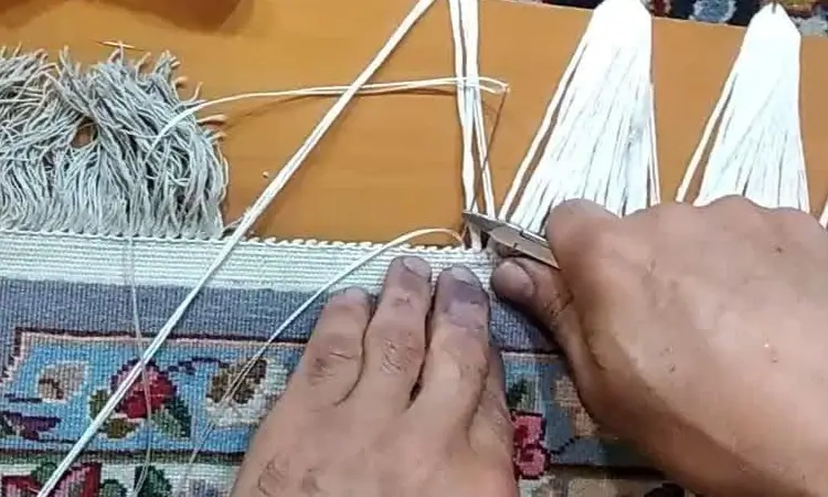 ریشه زنی سیدخندان